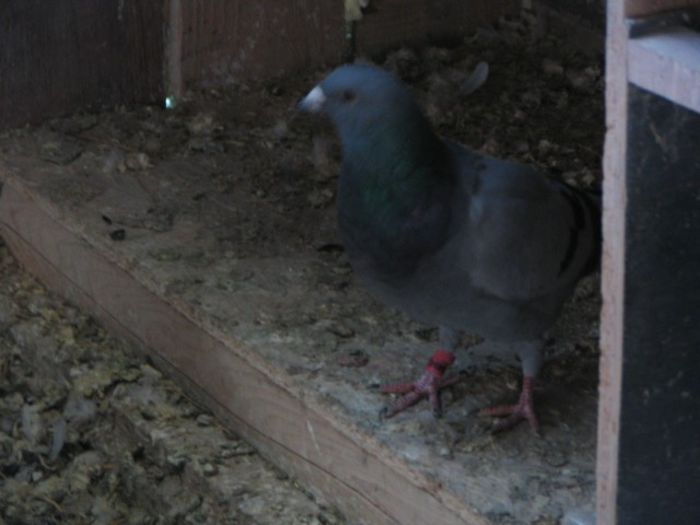IMG_2483 - Pui 2013 -Pigeon Sport