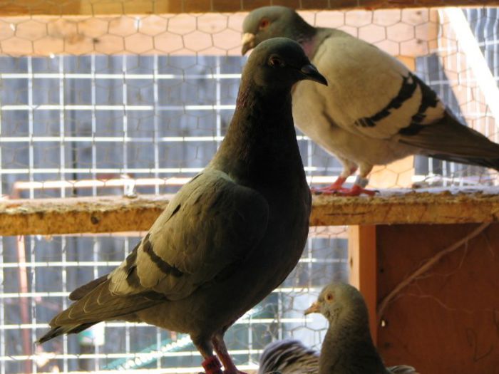 pasti 2013 pui 099 - Pui 2013 -Pigeon Sport