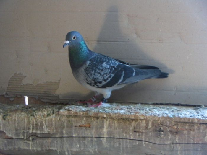 pasti 2013 pui 087 - PIGEONS Sport Dave