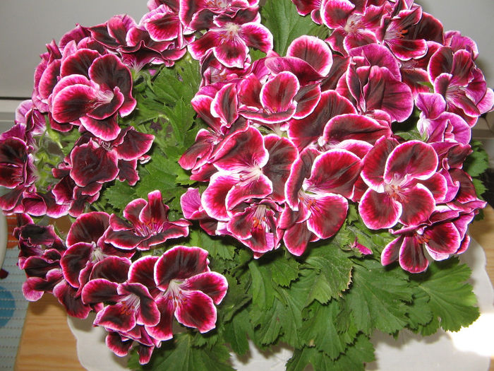 IMG_2668 - muscate si alte flori 2013