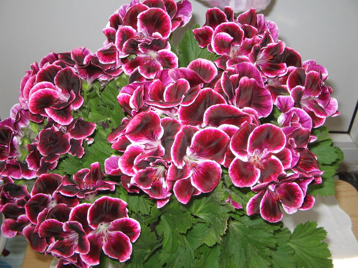 IMG_2672 - muscate si alte flori 2013