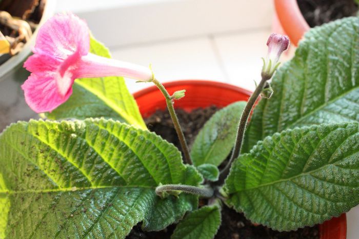 IMG_9158 - Flori mai