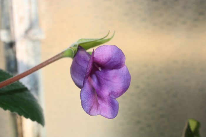 IMG_9162 - Flori mai