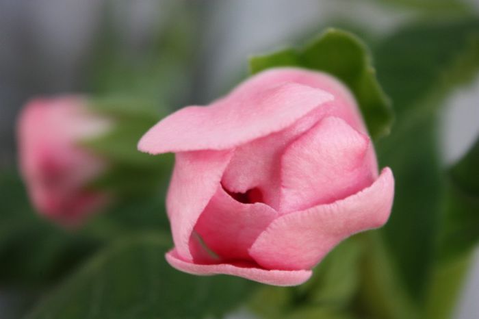 IMG_9164 - Flori mai