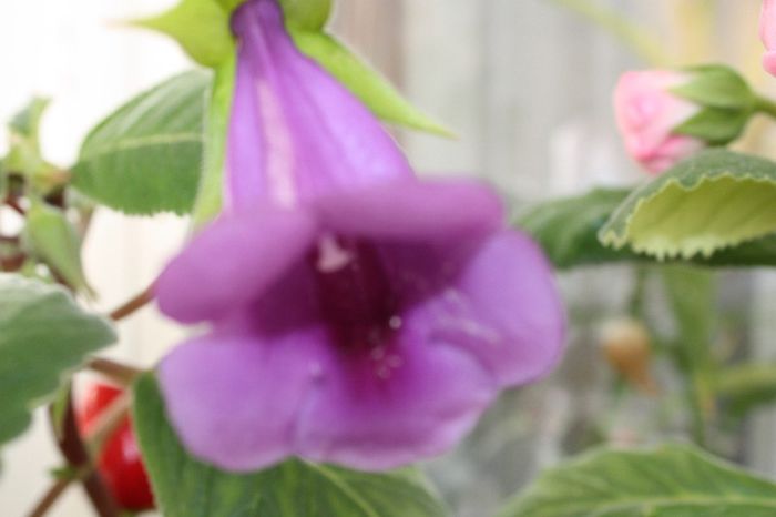 IMG_9165 - Flori mai