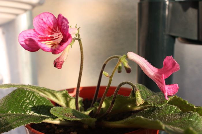 IMG_9167 - Flori mai