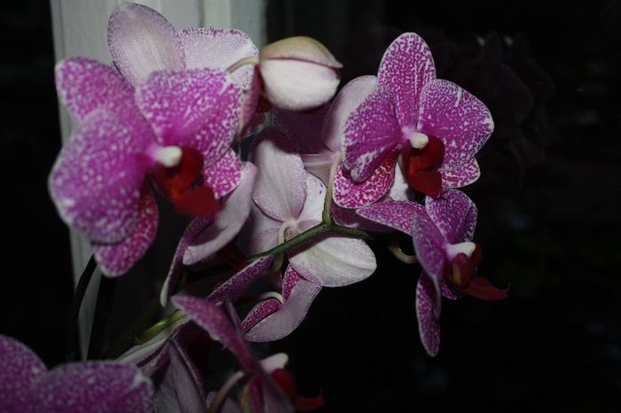 IMG_9188 - Flori mai