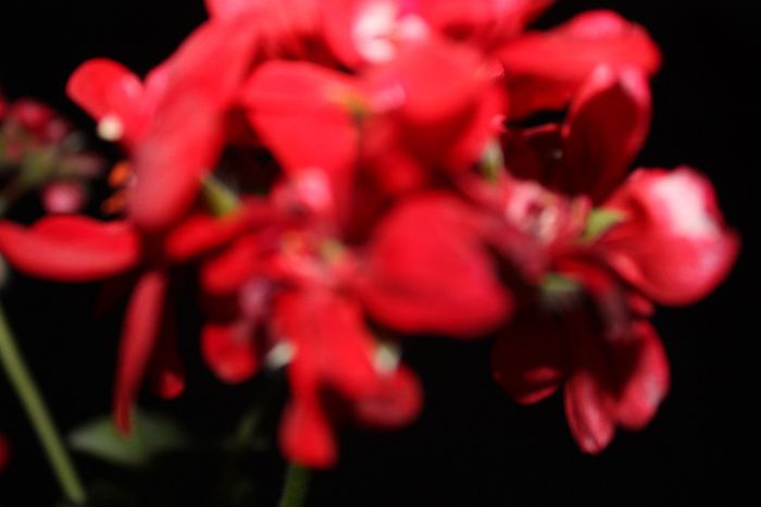 IMG_9196 - Flori mai