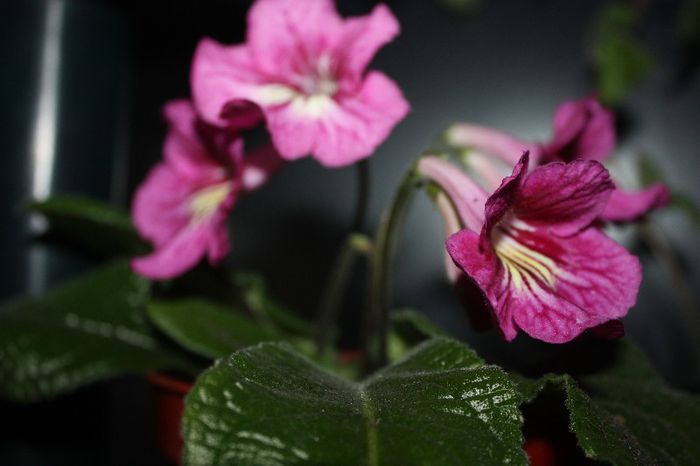 IMG_9199 - Flori mai