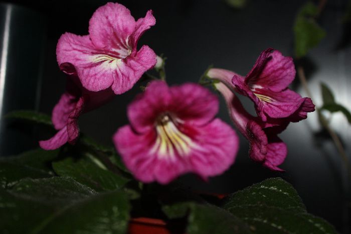 IMG_9200 - Flori mai