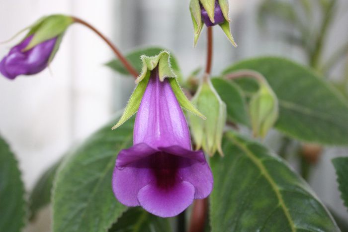 IMG_9203 - Flori mai