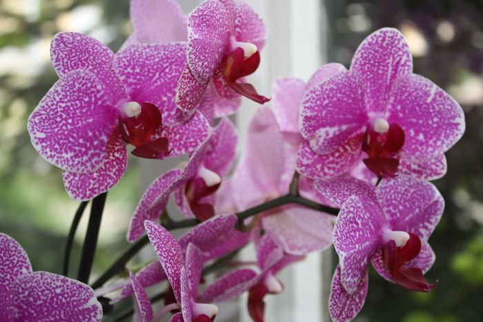 IMG_9206 - Flori mai