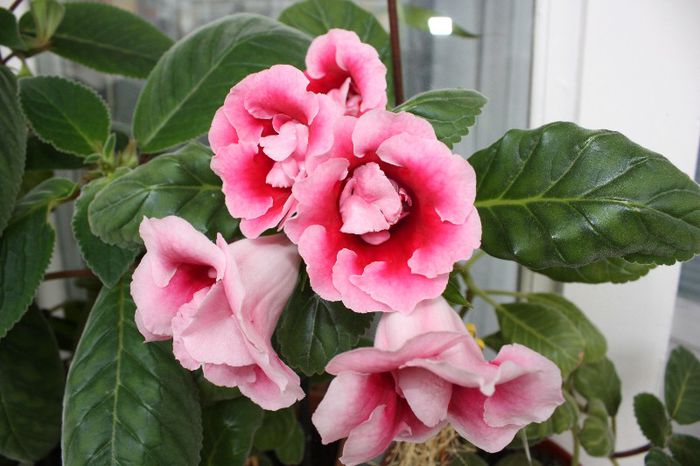 IMG_9214 - Flori mai