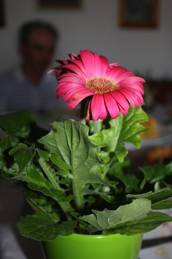 IMG_9273 - Flori mai