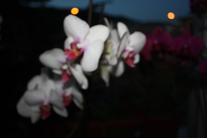 IMG_9191 - Orhidee 2013