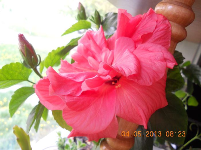 DSCN3038