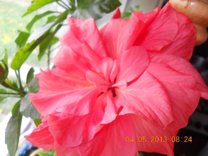 DSCN3039