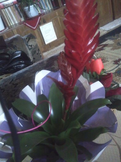 Fotografie2496 - mai 2013