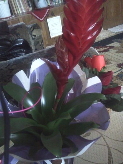 Fotografie2495 - mai 2013