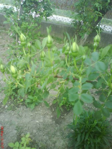 Bobocei de trandafir galben