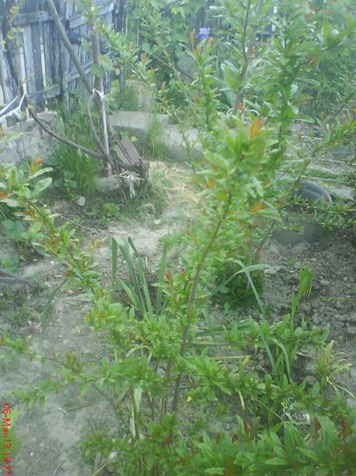 Azalee de gradina; Sper sa infloreasca anul acesta!
