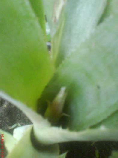 lacrimile  ingerului