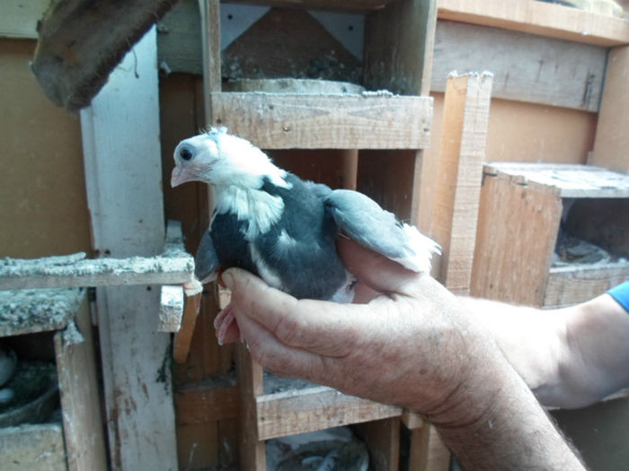 pui... - porumbei jucatori de Constanta