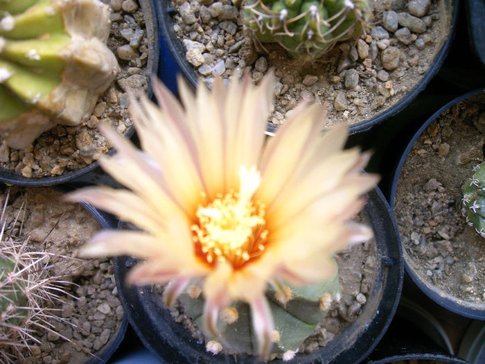 IMAG0038 - Flori cactusi I