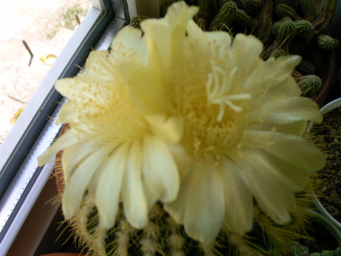 IMAG0001 - Flori cactusi I