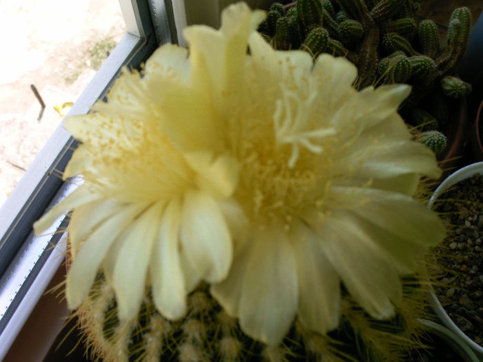IMAG0002 - Flori cactusi I