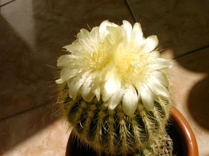 IMAG0004 - Flori cactusi I