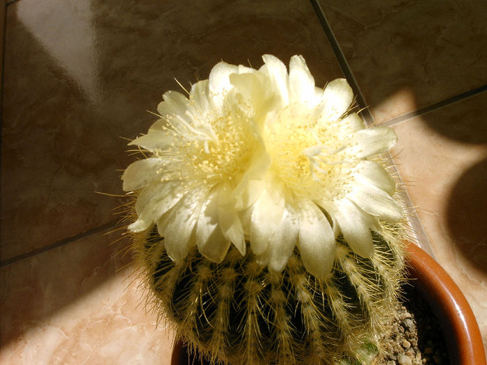 IMAG0005 - Flori cactusi I
