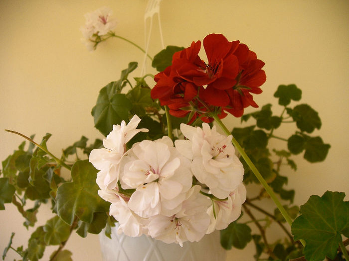 IMAG0008 - Diverse flori