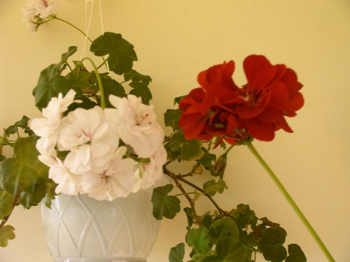 IMAG0006 - Diverse flori