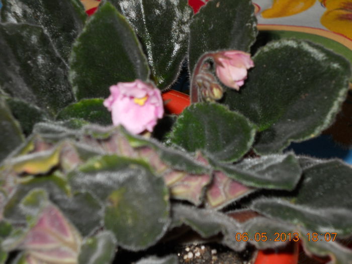 e ca un ghiocel - MAI 2013