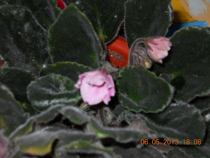 doar ca e roz - MAI 2013