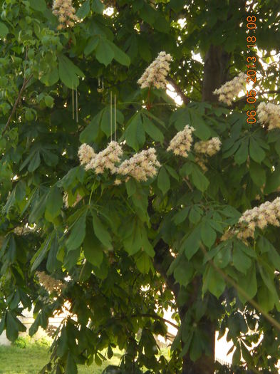 din fata blocului - MAI 2013