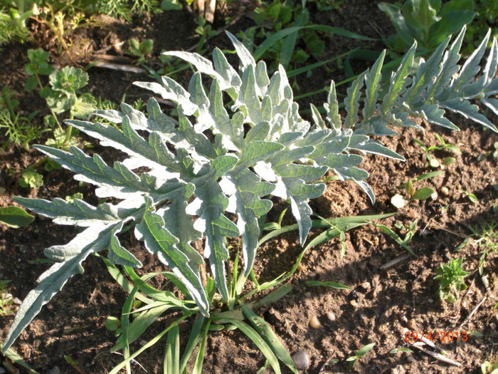 anghinare primavara II