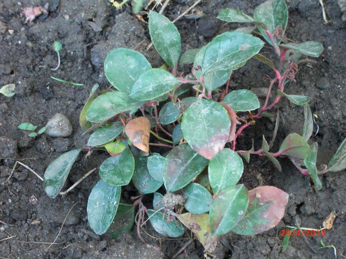 GAULTHERIA PROCUMBENS