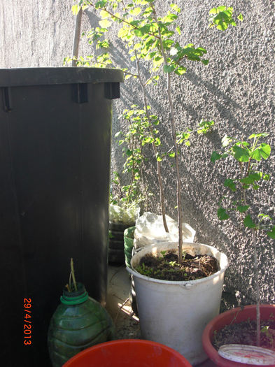 ginko biloba de vanzare