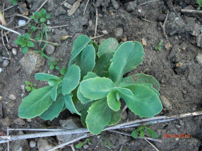 grasula de scos puroiul