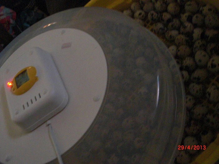 incubare oua prepelita