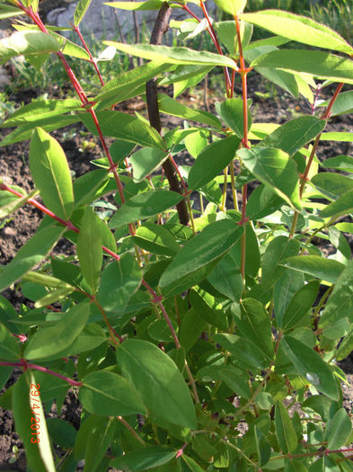 Lonicera kamtschatica - Gradina Casa si Plante Rare sau Deosebite pentru Sanatate