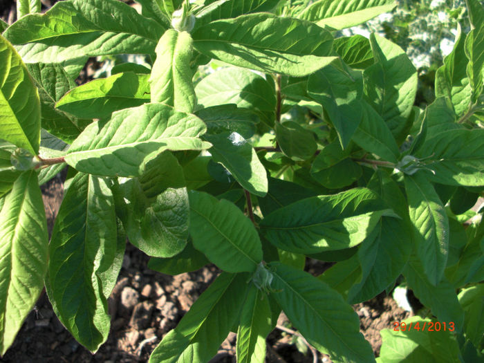 mosmon bobocei - Gradina Casa si Plante Rare sau Deosebite pentru Sanatate