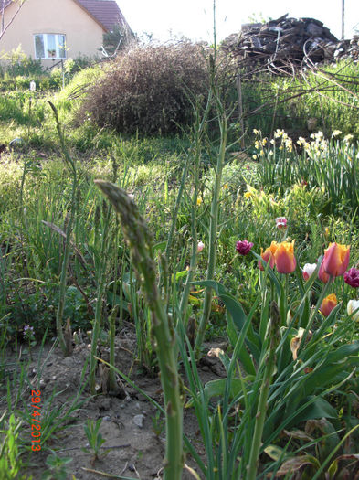 sparanghel diferite stadii - Gradina Casa si Plante Rare sau Deosebite pentru Sanatate