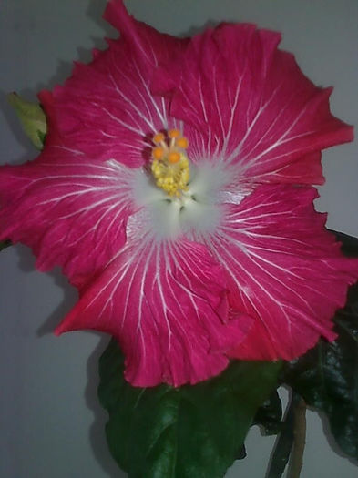 Imagine3403 - HIBISCUS