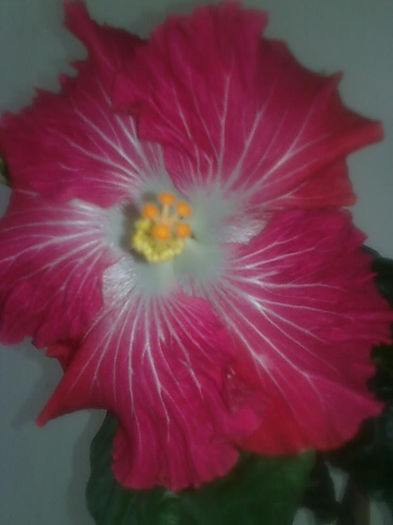 Imagine3401 - HIBISCUS
