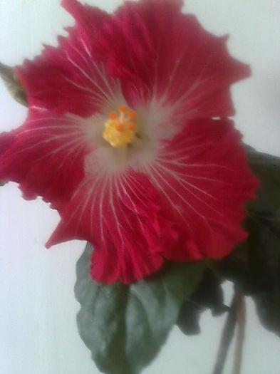 Imagine3400 - HIBISCUS