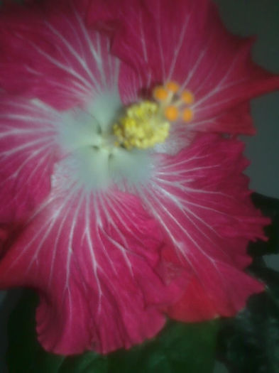 Imagine3397 - HIBISCUS