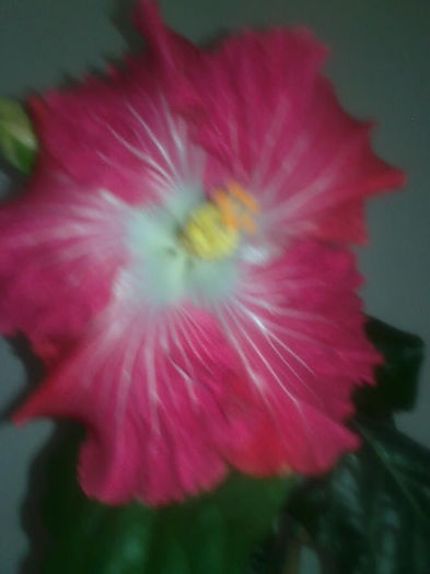Imagine3396 - HIBISCUS
